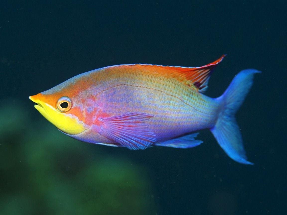 4K Ultra HD Fish Wallpapers - Top Free 4K Ultra HD Fish Backgrounds