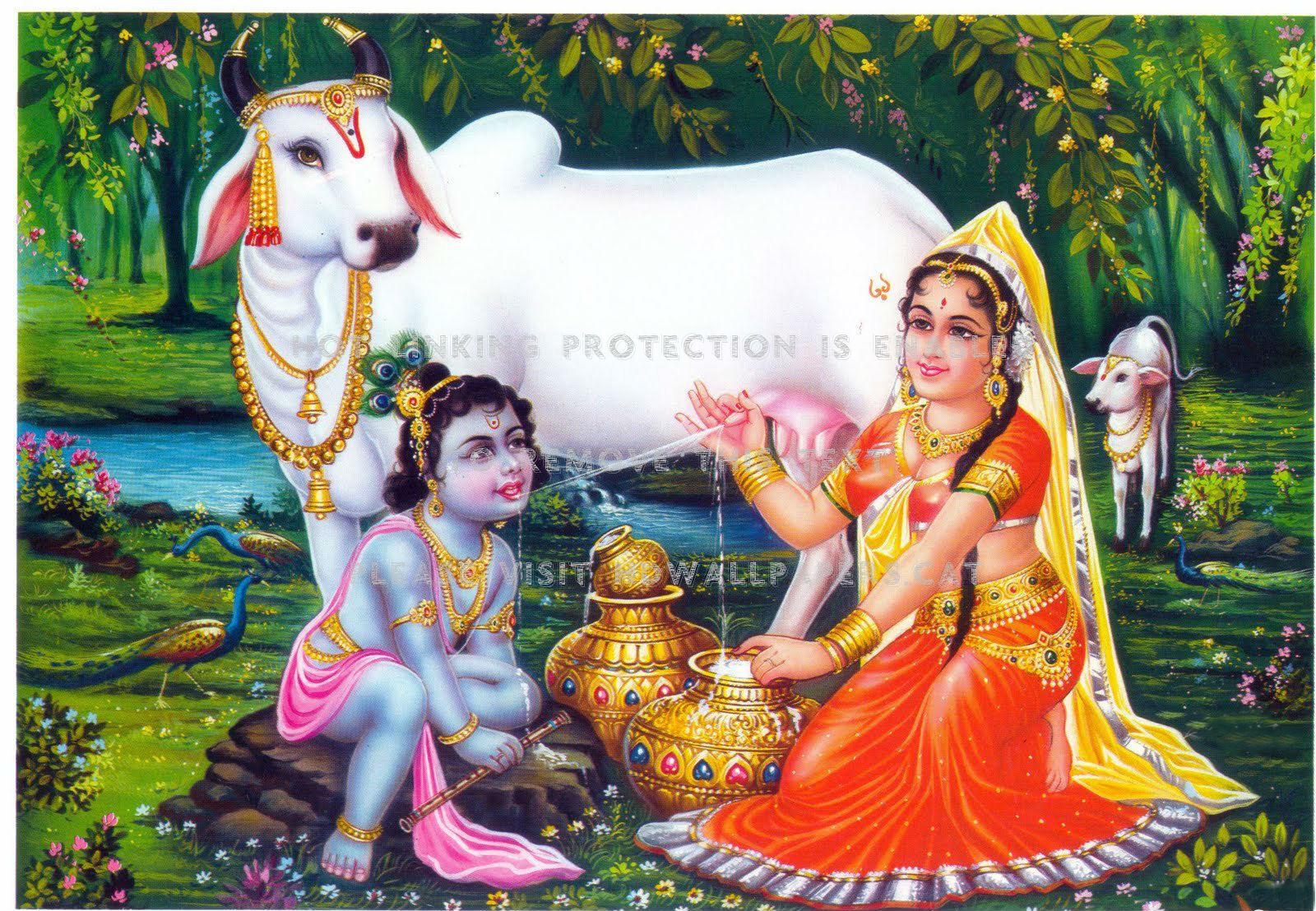 1600x1108 yashoda krishna child cute cow people