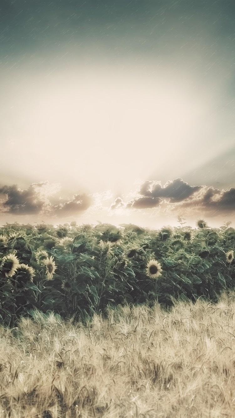 750x1334 Sunflowers, Fields, Rain, Clouds, Sun 750x1334 IPhone 8 7 6 6S Wallpaper, Background, Picture, Image