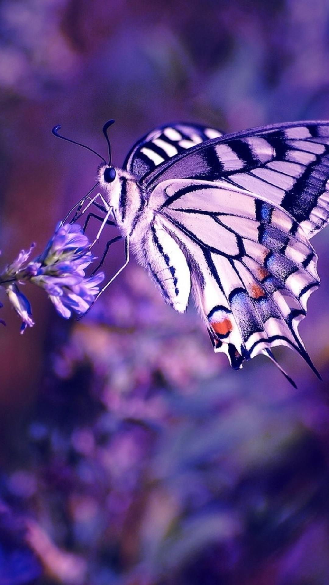 1080x1920 Pink and Purple Butterfly