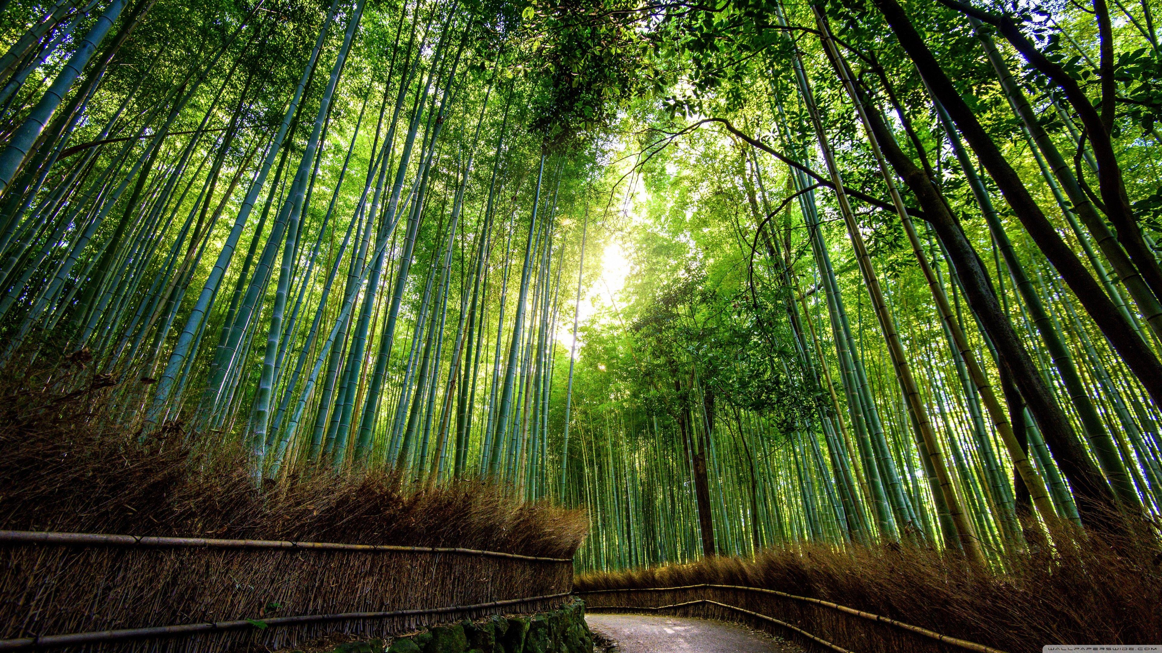3840x2160 Bamboo Desktop Wallpaper