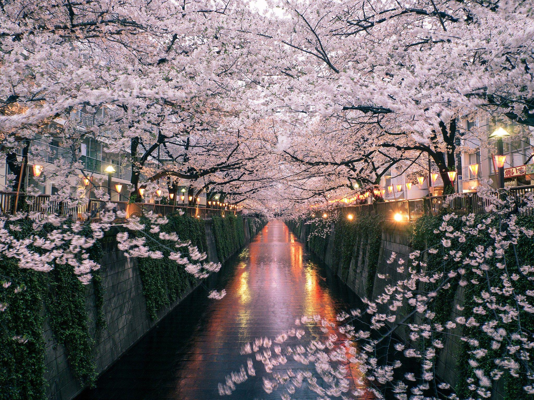 Japanese Cherry Blossom Computer Wallpaper