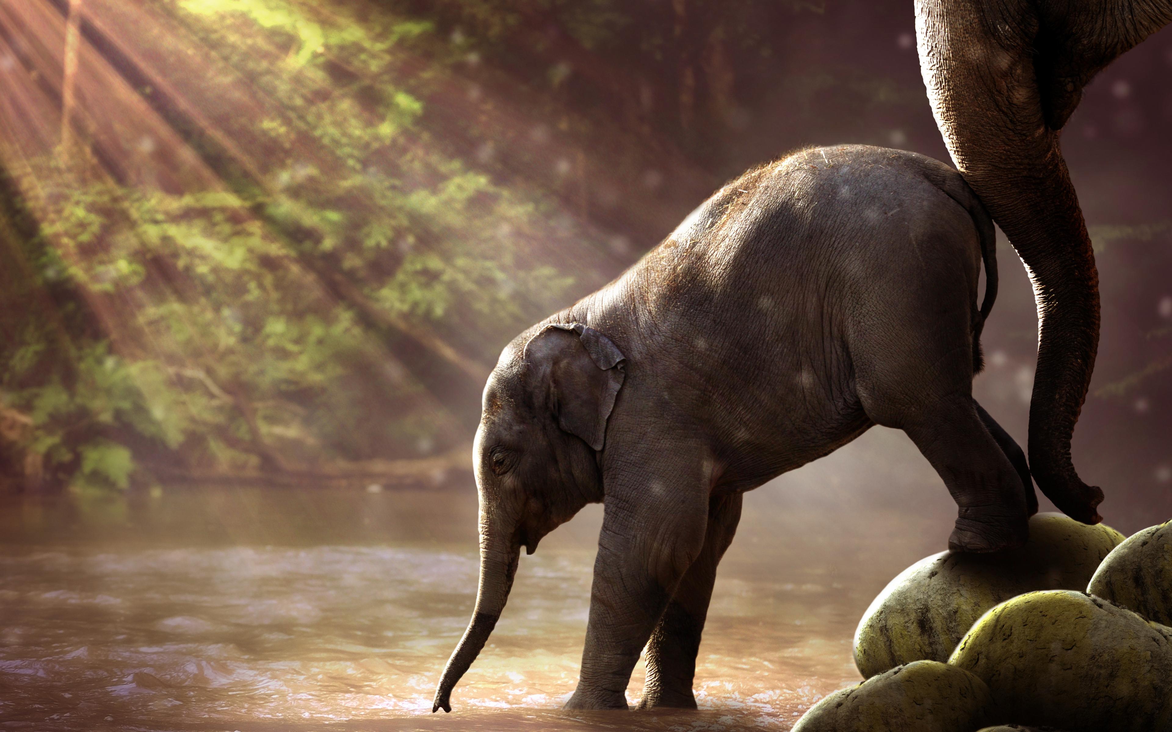 3840x2400 Desktop Wallpaper Elephant, Baby Animal, River, HD Image, Picture, Background, N5cbpy