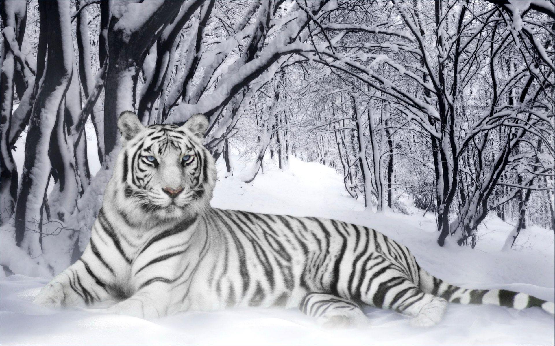1920x1200 Winter Animal Wallpaper