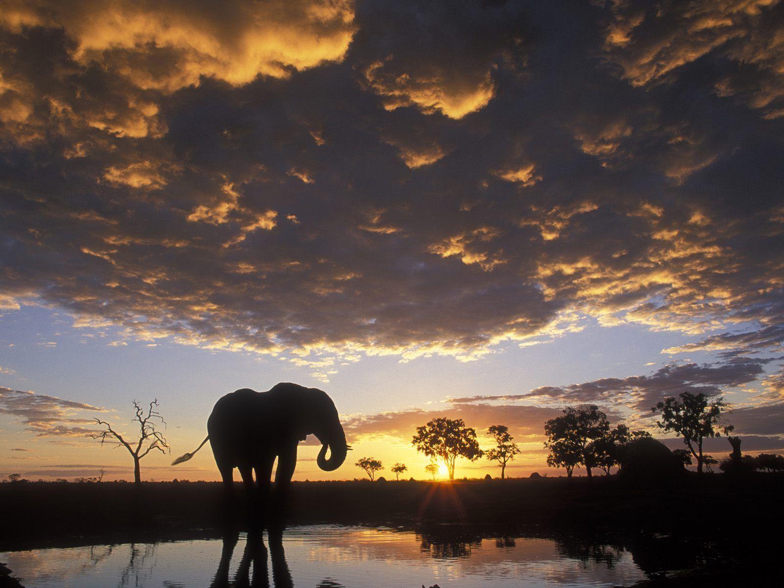 1600x1200 Elephant Wallpaper