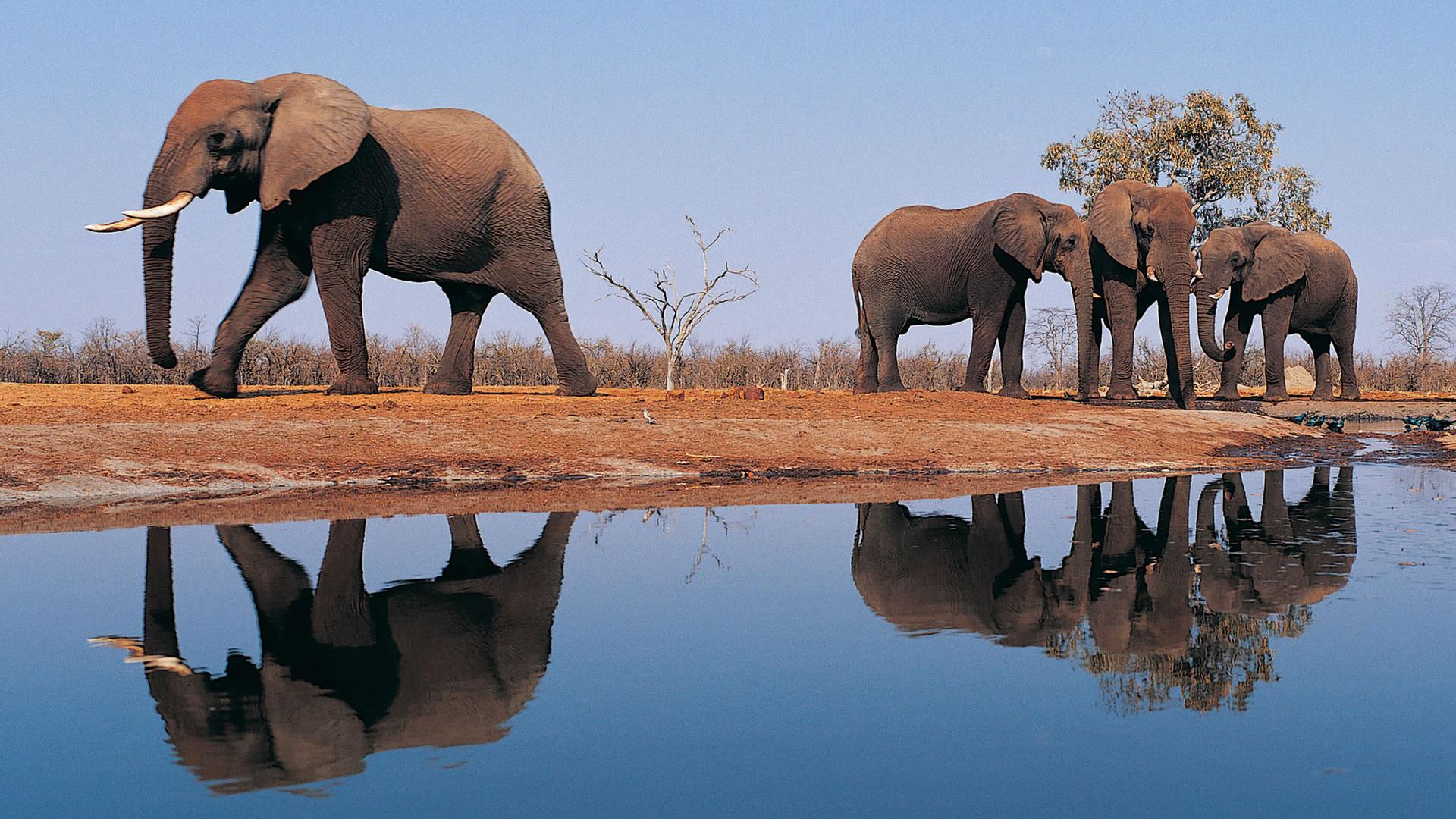 1920x1080 Elephant Wallpaper Elephant Picture Background HD Elephant HD Wallpaper