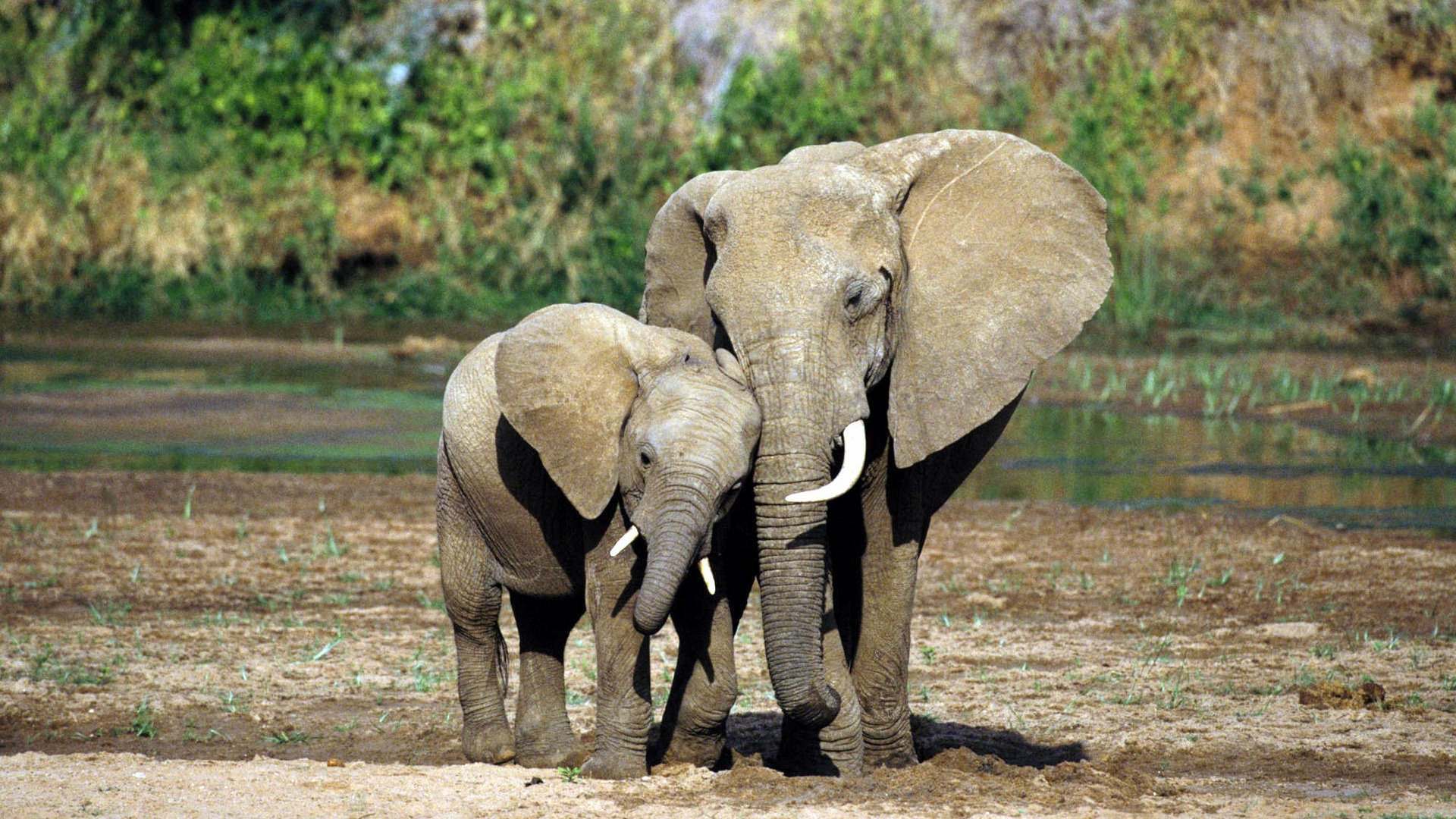 1920x1080 Elephant Desktop Wallpaper
