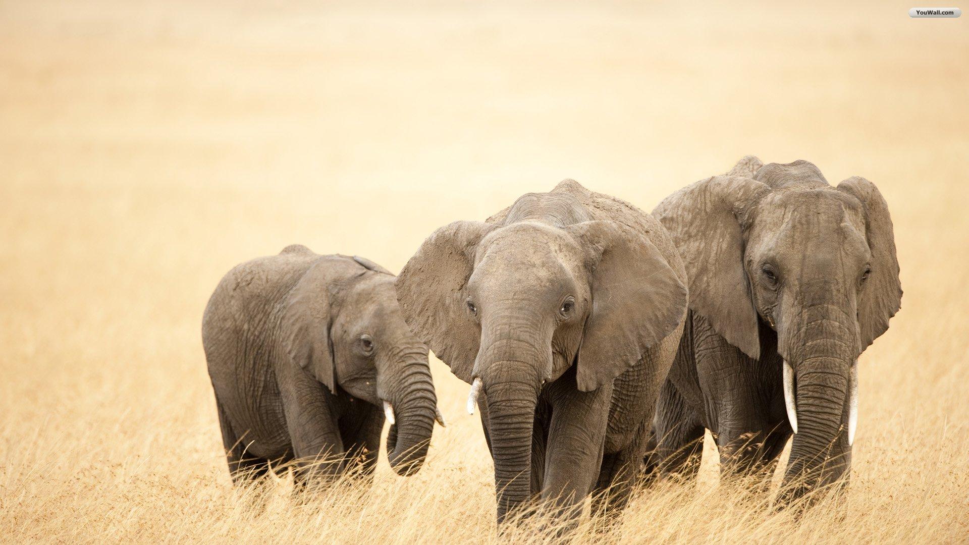 1920x1080 Elephant Wallpaper