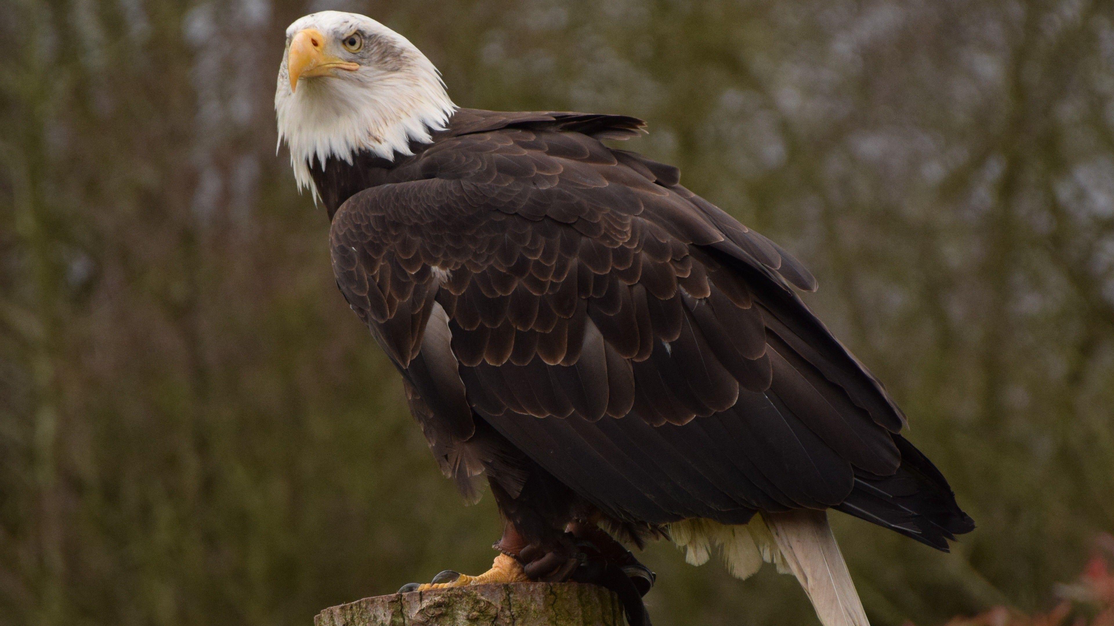 3840x2160 Giant Eagle in Jungle 4K Wallpaper