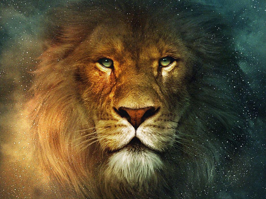 Lions Desktop Wallpapers Top Free Lions Desktop Backgrounds Wallpaperaccess