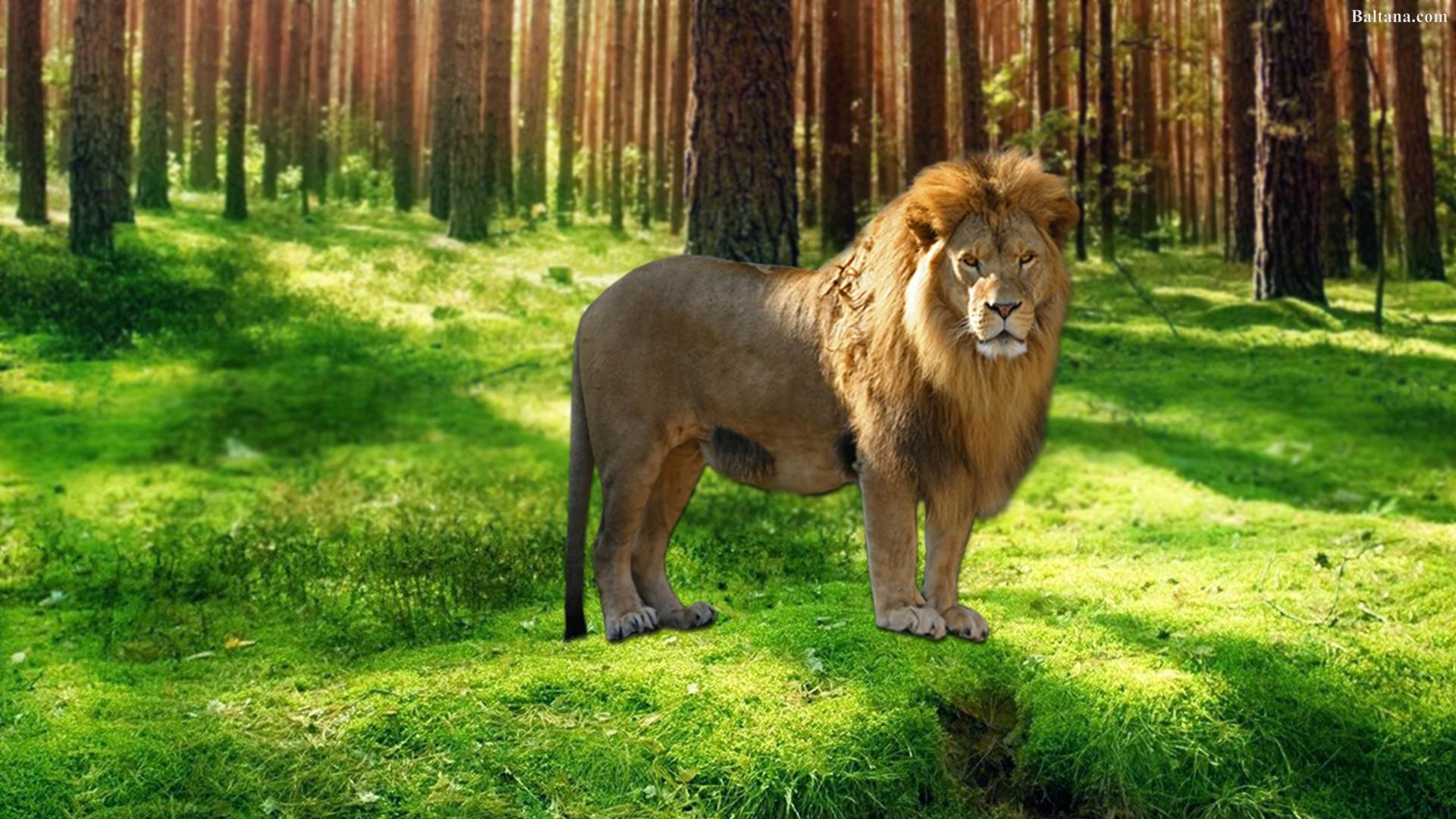 1920x1080 Lion Desktop Wallpaper Wallpaper Lion
