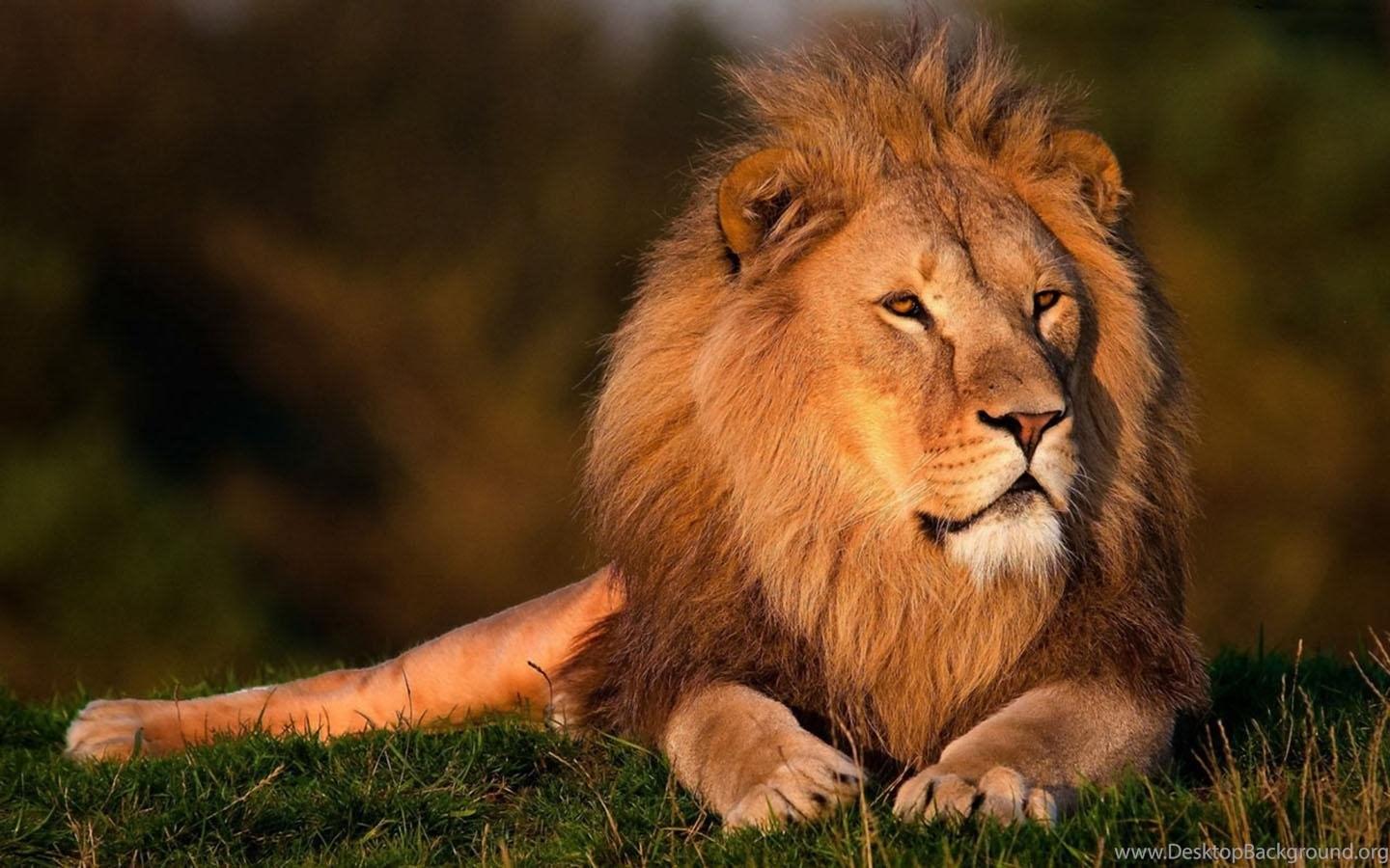 1440x900 Lions HD Wallpaper Android Apps On Google Play Desktop Background