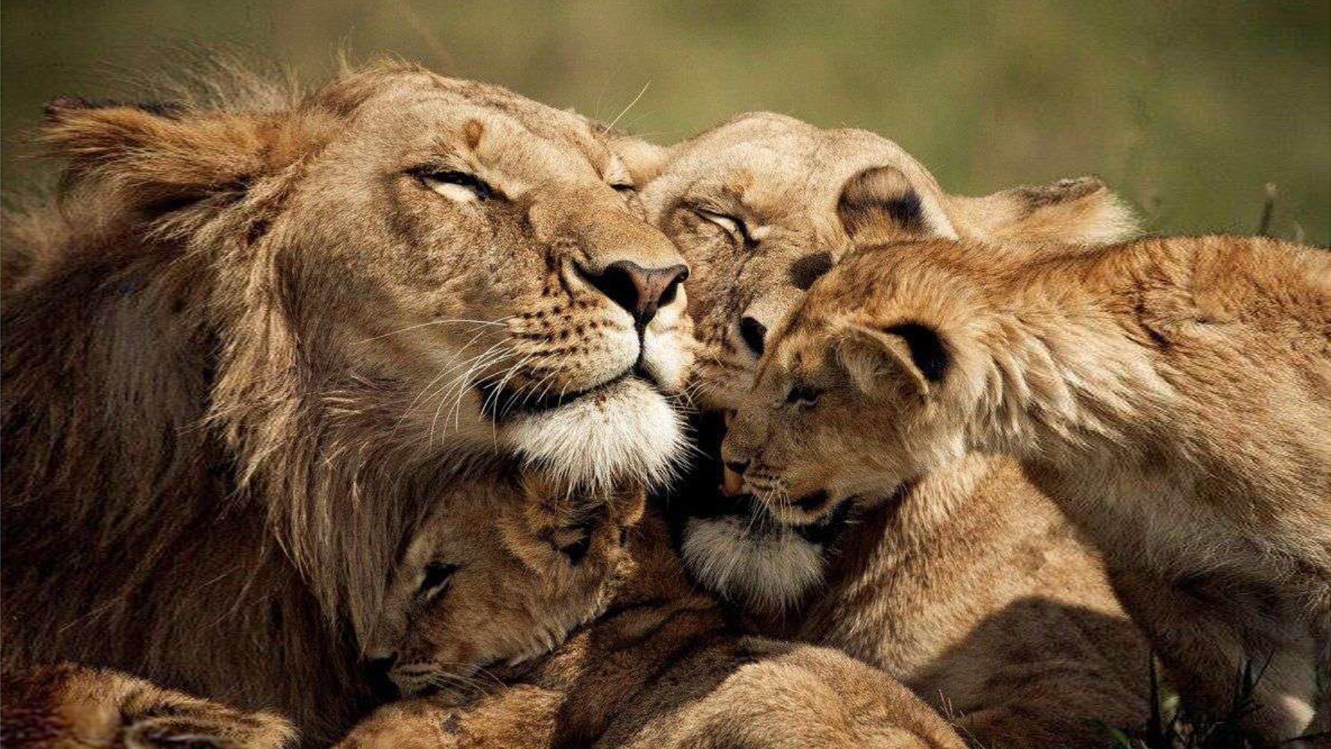 1920x1080 Lions Love A Family Of Lion Desktop Wallpaper HD 2560x1600 :
