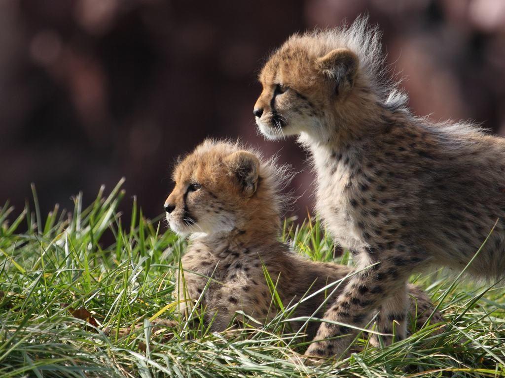 1024x768 Punk ocelots. Sweetness. Cheetahs, Animal and Baby