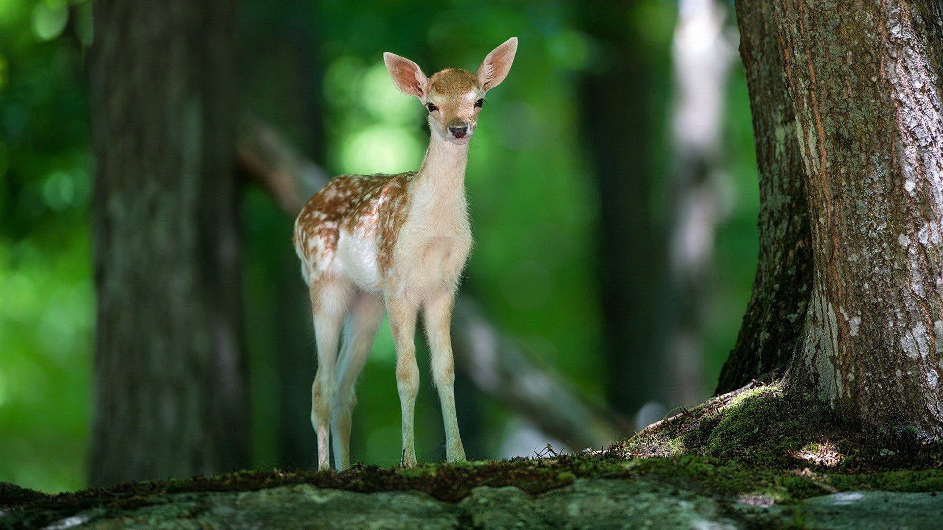 1920x1080 Free computer deer image Darlene Peacock 1920x1080