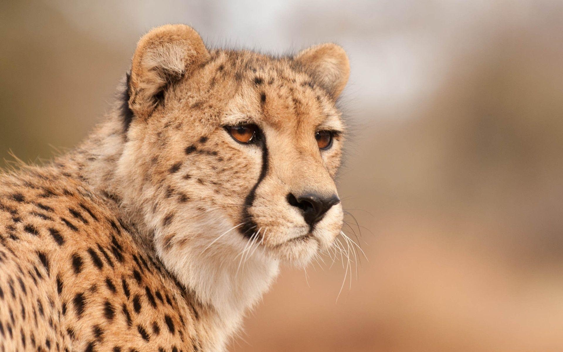 1920x1200 Wild Animal Cheetah Wallpaper Hd Background