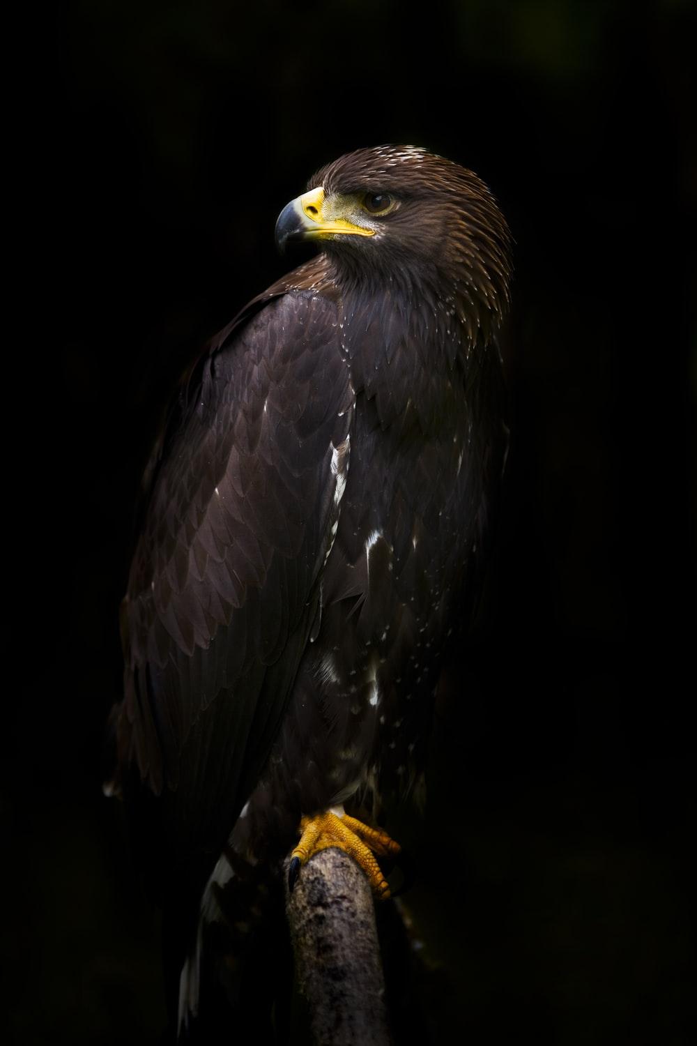 1000x1500 Black Eagle Picture. Download Free Image