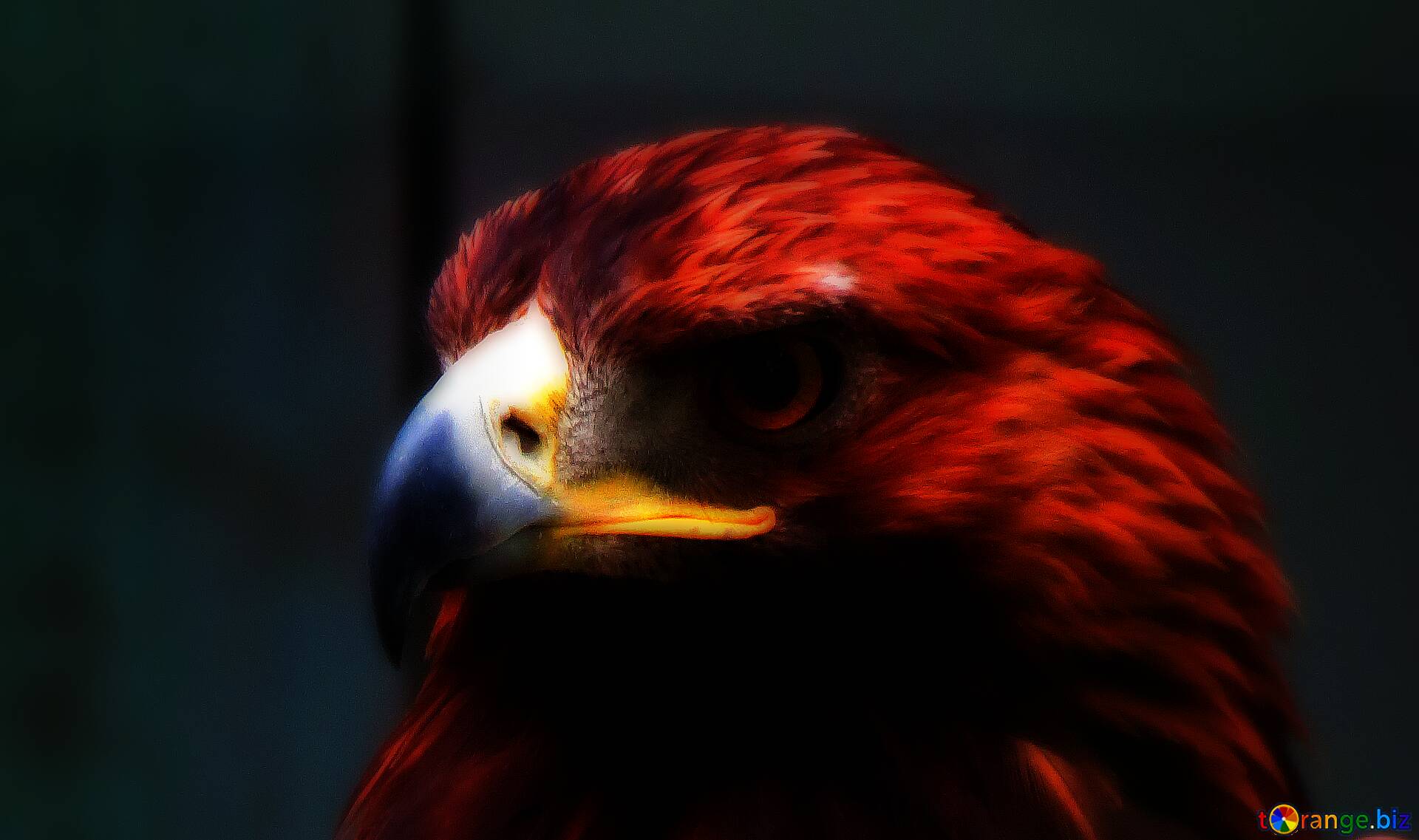 1920x1137 Red Eagle Wallpaper On CC BY License Free Image Stock TOrange.biz Fx №226496