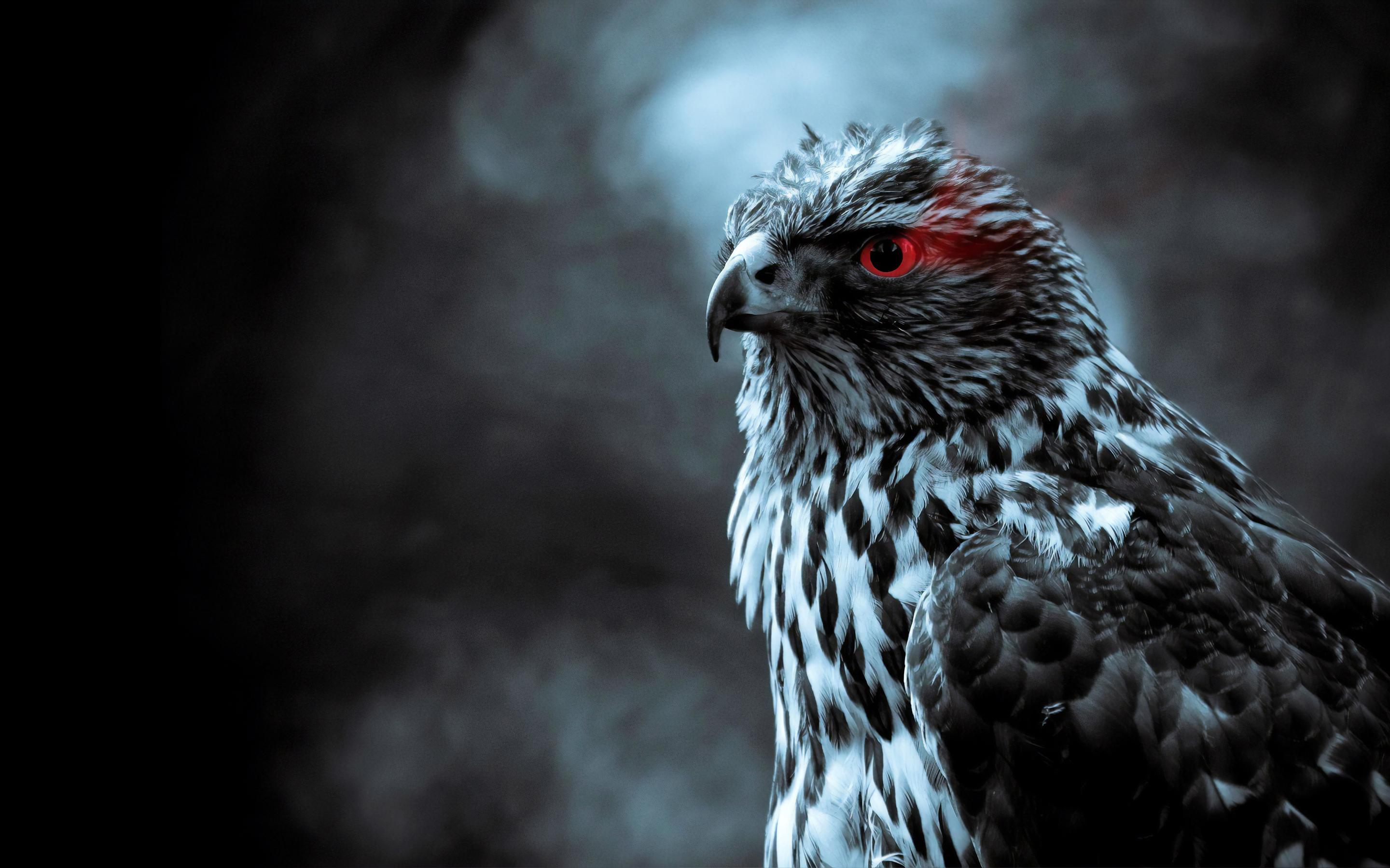 2880x1800 Red Eye Eagle 4k Macbook Pro Retina HD 4k Wallpaper, Image, Background, Photo and Picture