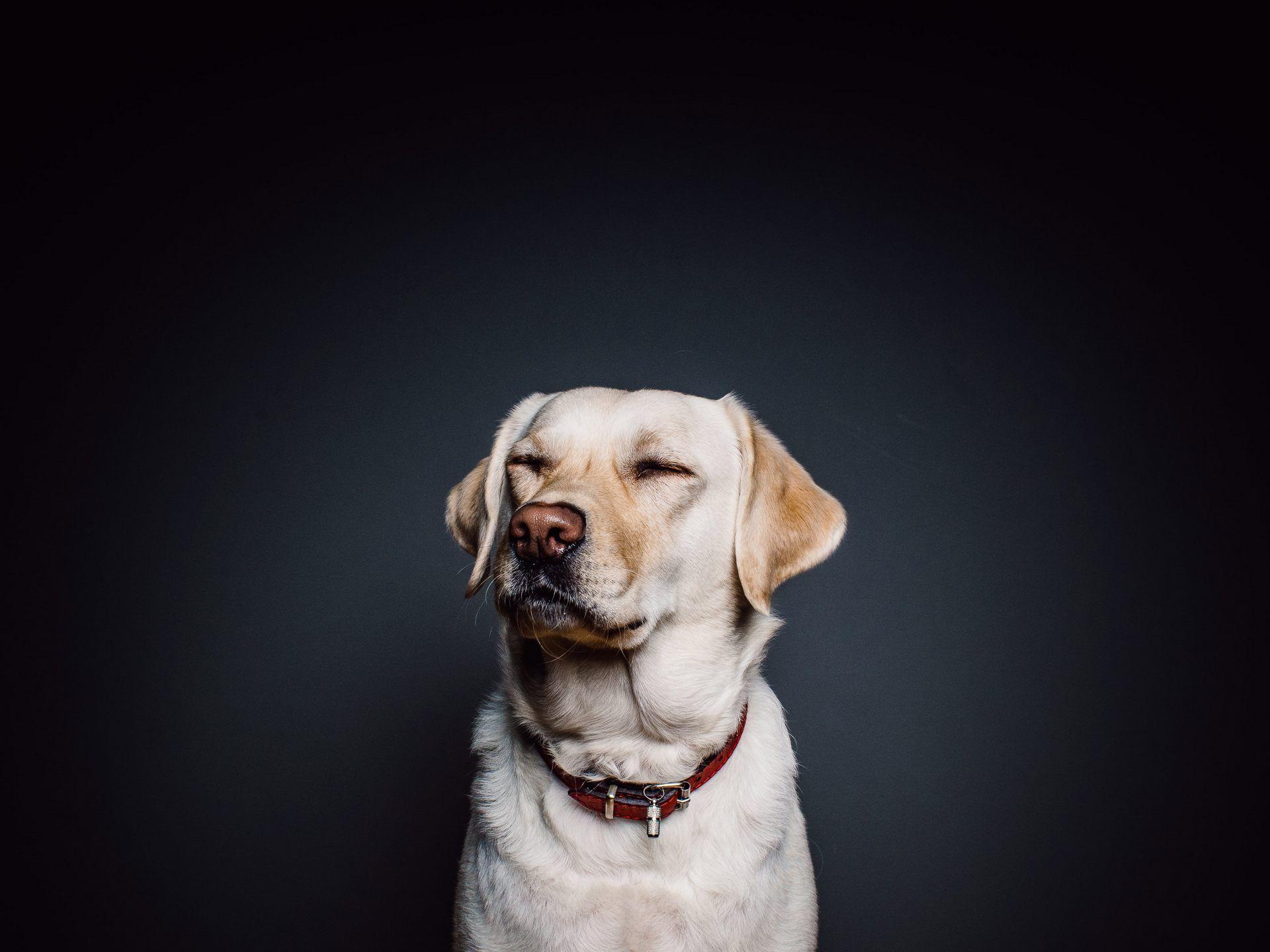 1920x1440 Animal Collar Dog Labrador Wallpaper. Wallpaper Mania Latest HD