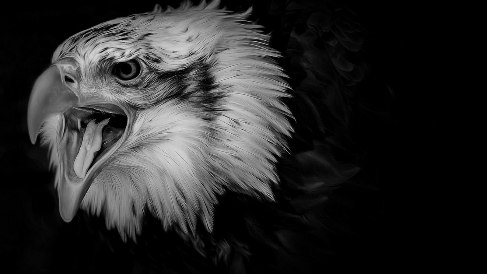 1600x900 1600x900 black eagle wallpaper for computer