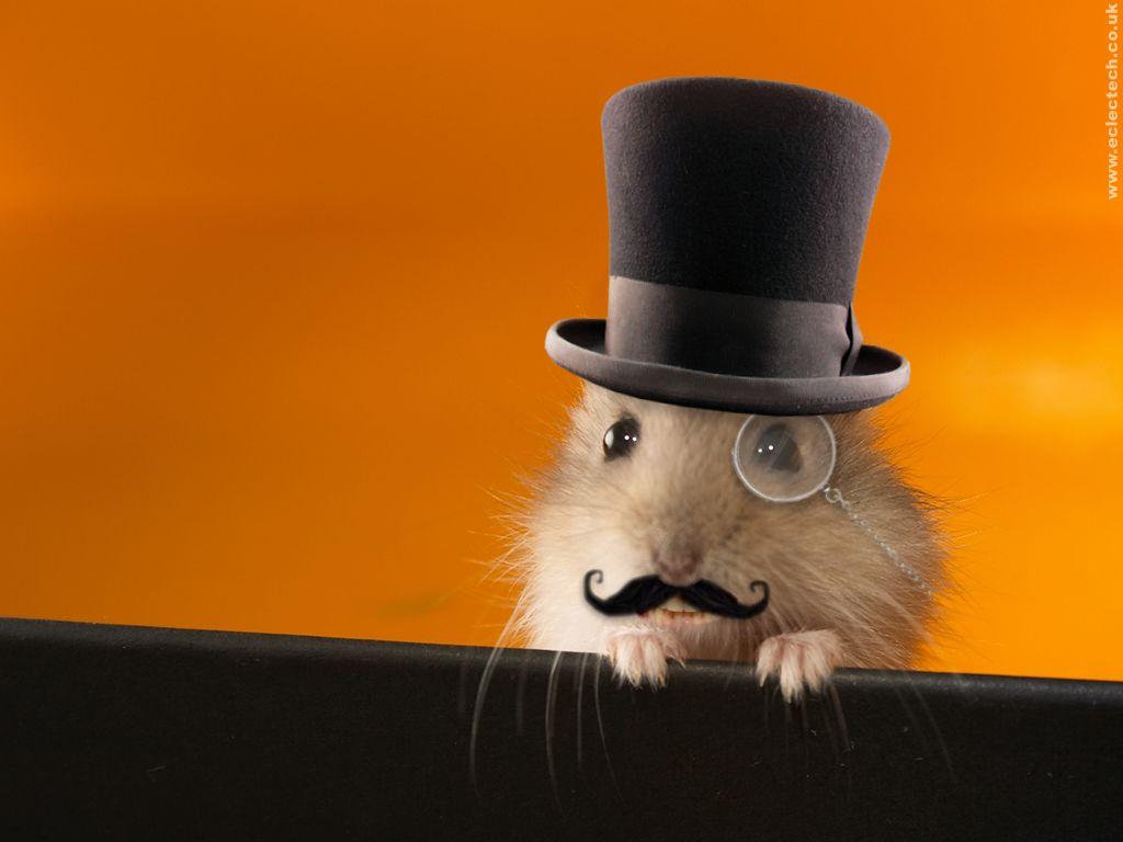 1024x768 hamster punk
