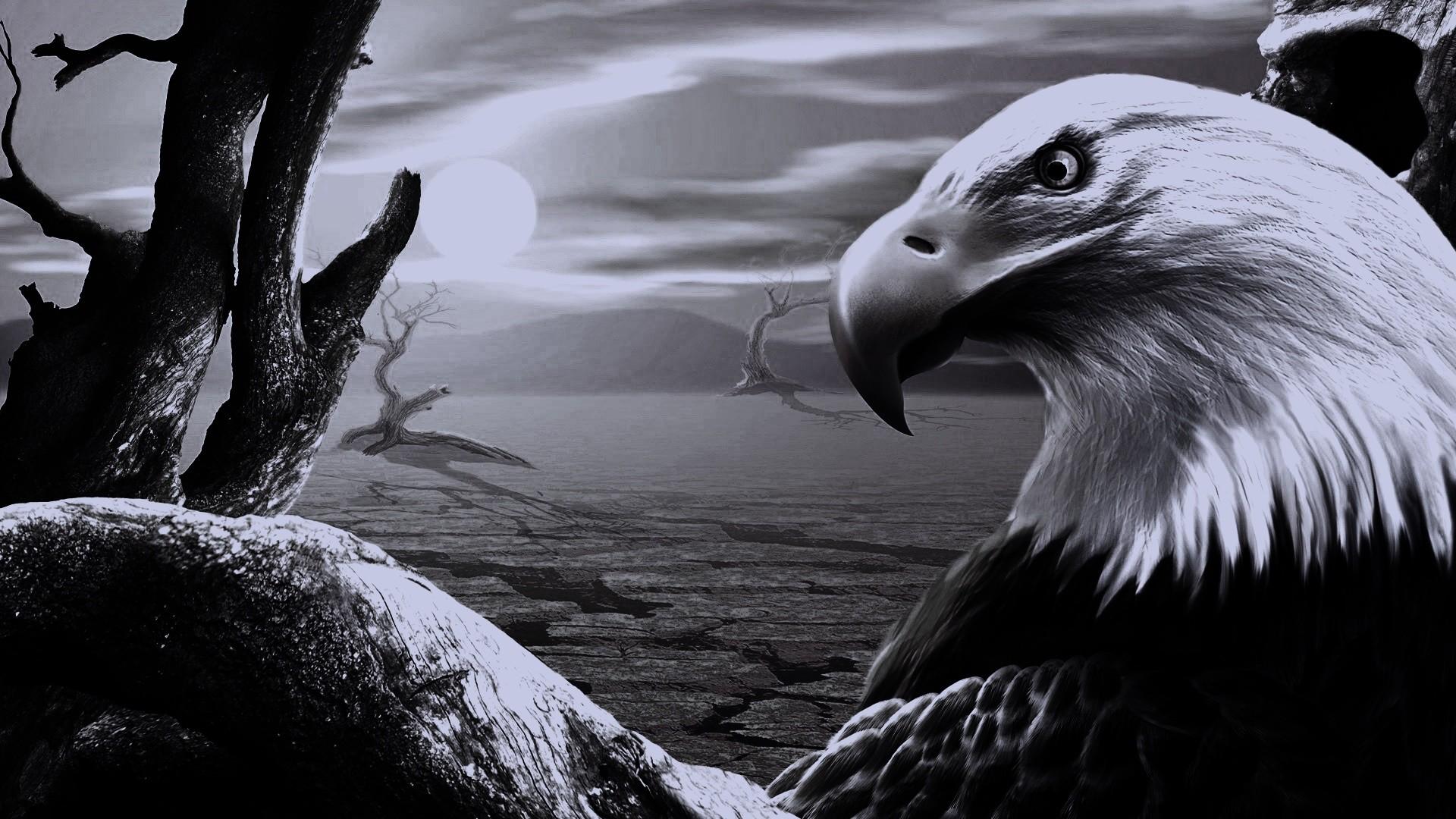 1920x1080 1920x1080 black eagle background