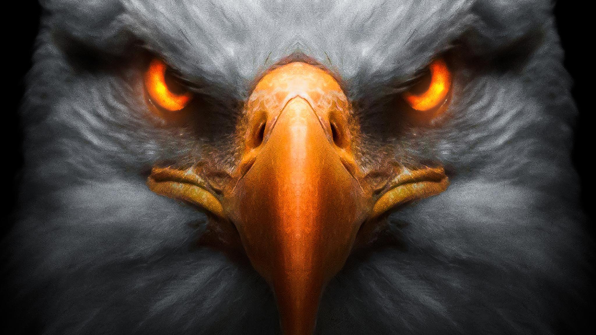 2048x1152 Eagle Red Glowing Eyes 2048x1152 Resolution HD 4k Wallpaper, Image, Background, Photo and Picture