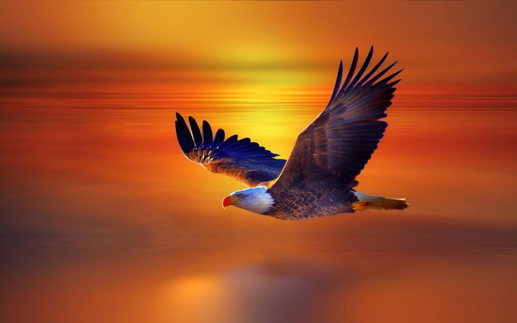 1680x1050 Flight Bald Eagle And Red Sky Sunset Beautiful Desktop Wallpaper Widescreen HD :