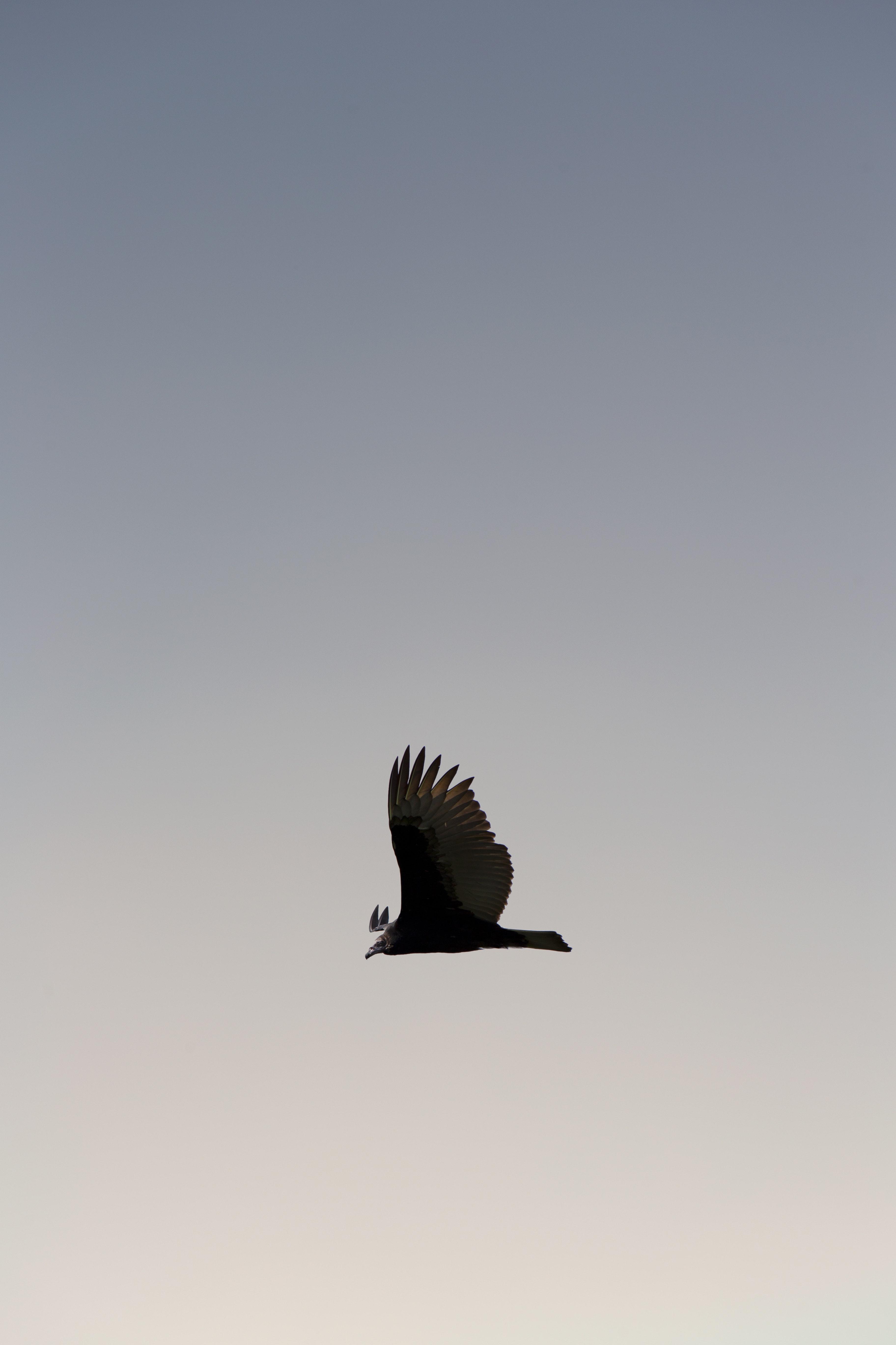 3648x5472 Black Eagle Flying · Free