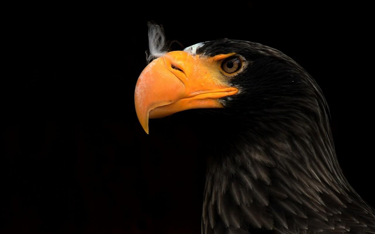 1280x800 Black eagle 3D Models. Free