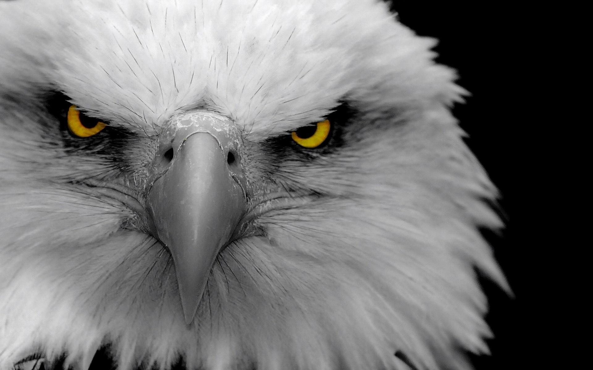 1920x1200 black eagle HD wallpaper, background