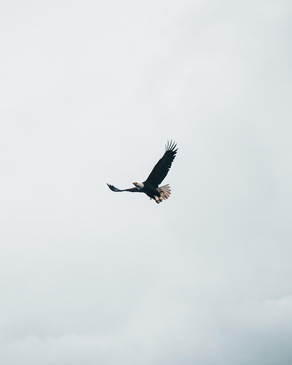 1000x1250 Black Eagle Picture. Download Free Image