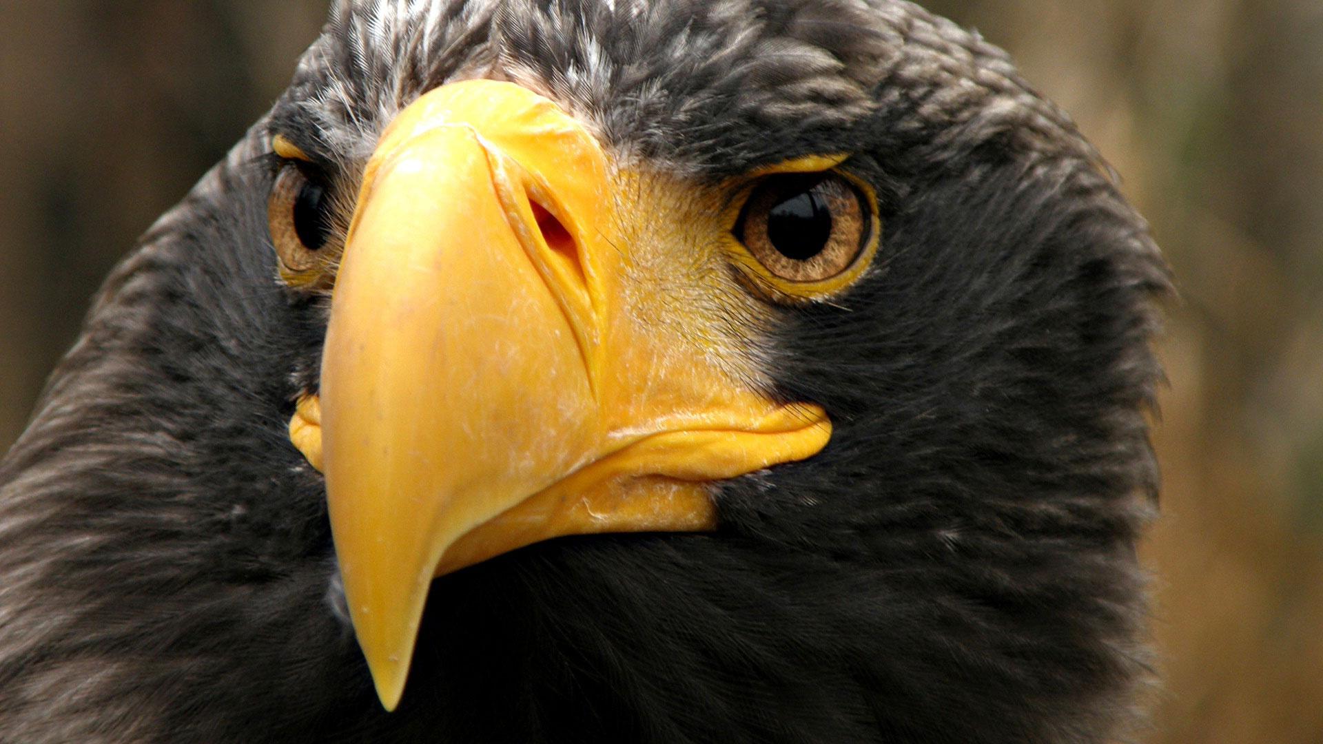 1920x1080 Black Eagle HD Background Wallpaper 19803