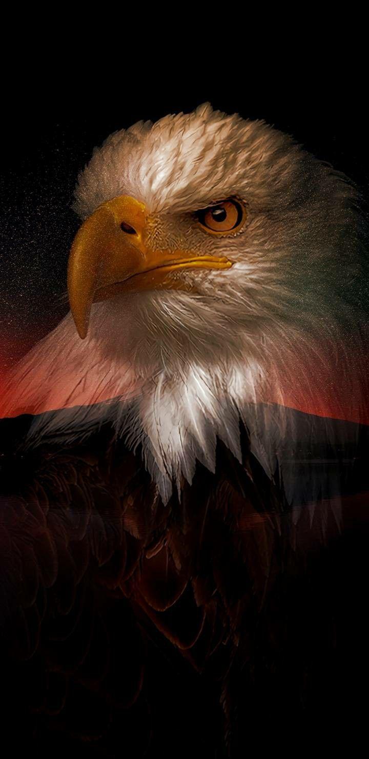 720x1480 4k Ultra HD Eagle wallpaper, Black wallpaper for Android and iPhone. Eagle wallpaper, Bald eagle, Eagle picture