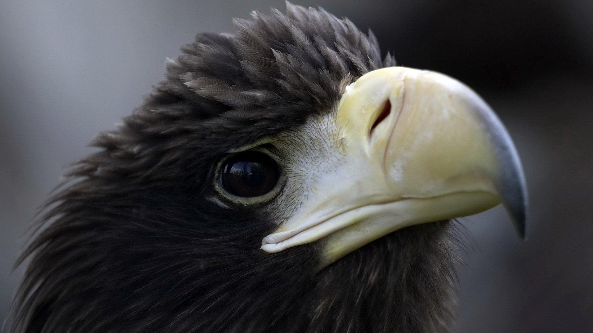 1920x1080 Black Eagle HD Wallpaper
