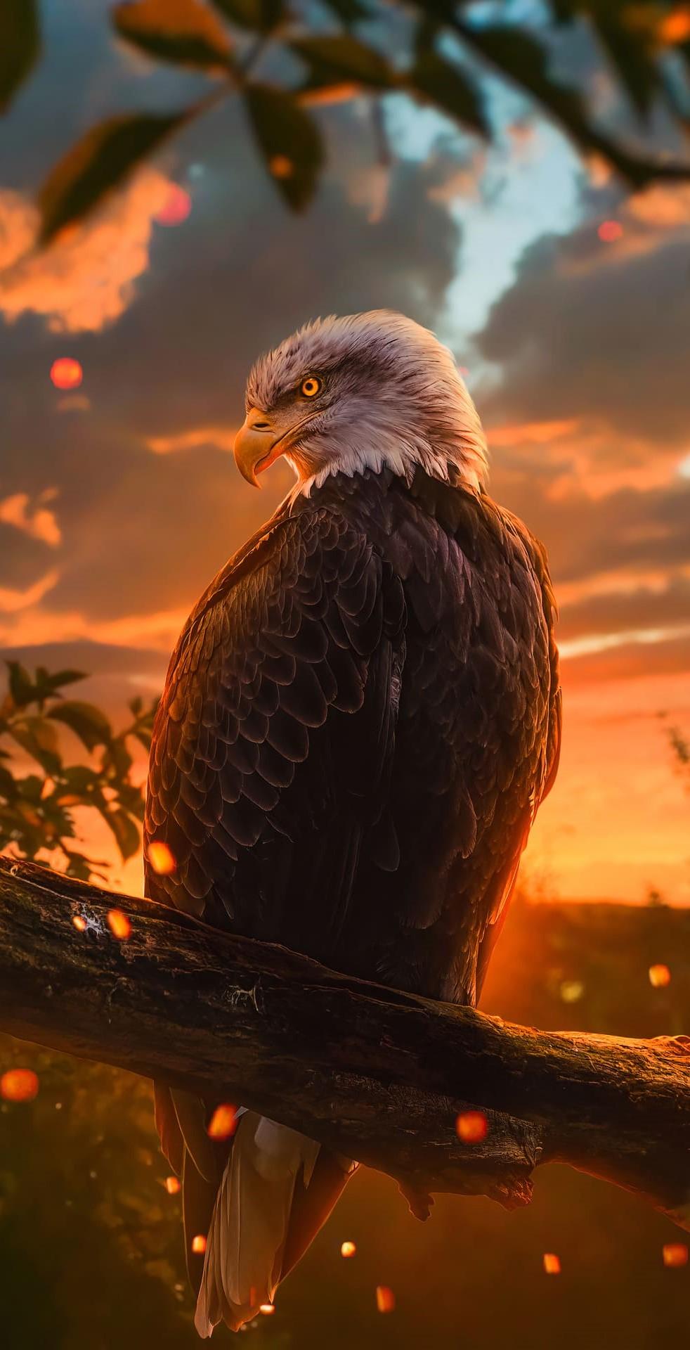 982x1920 Eagle Wallpaper Eagle Background Download