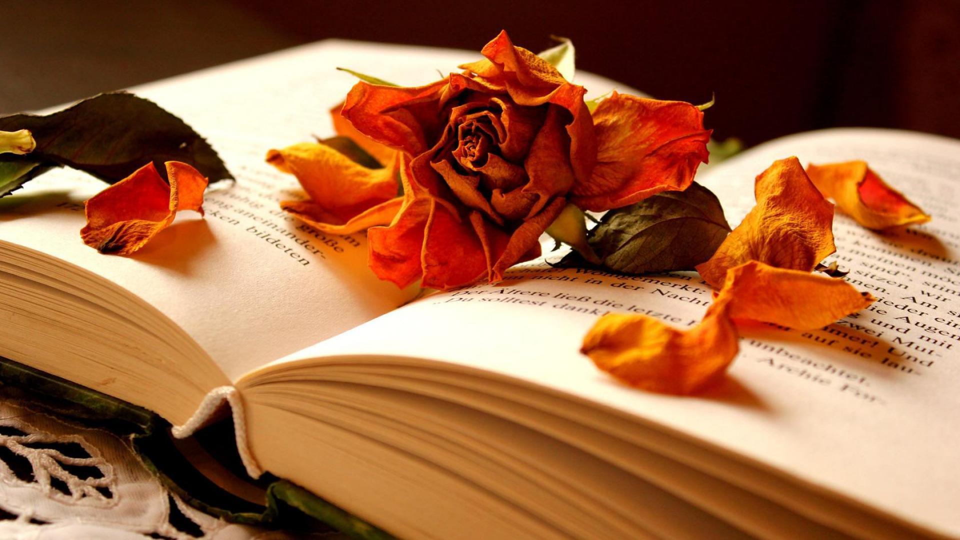 1920x1080 Beautiful Book wallpaperx1080