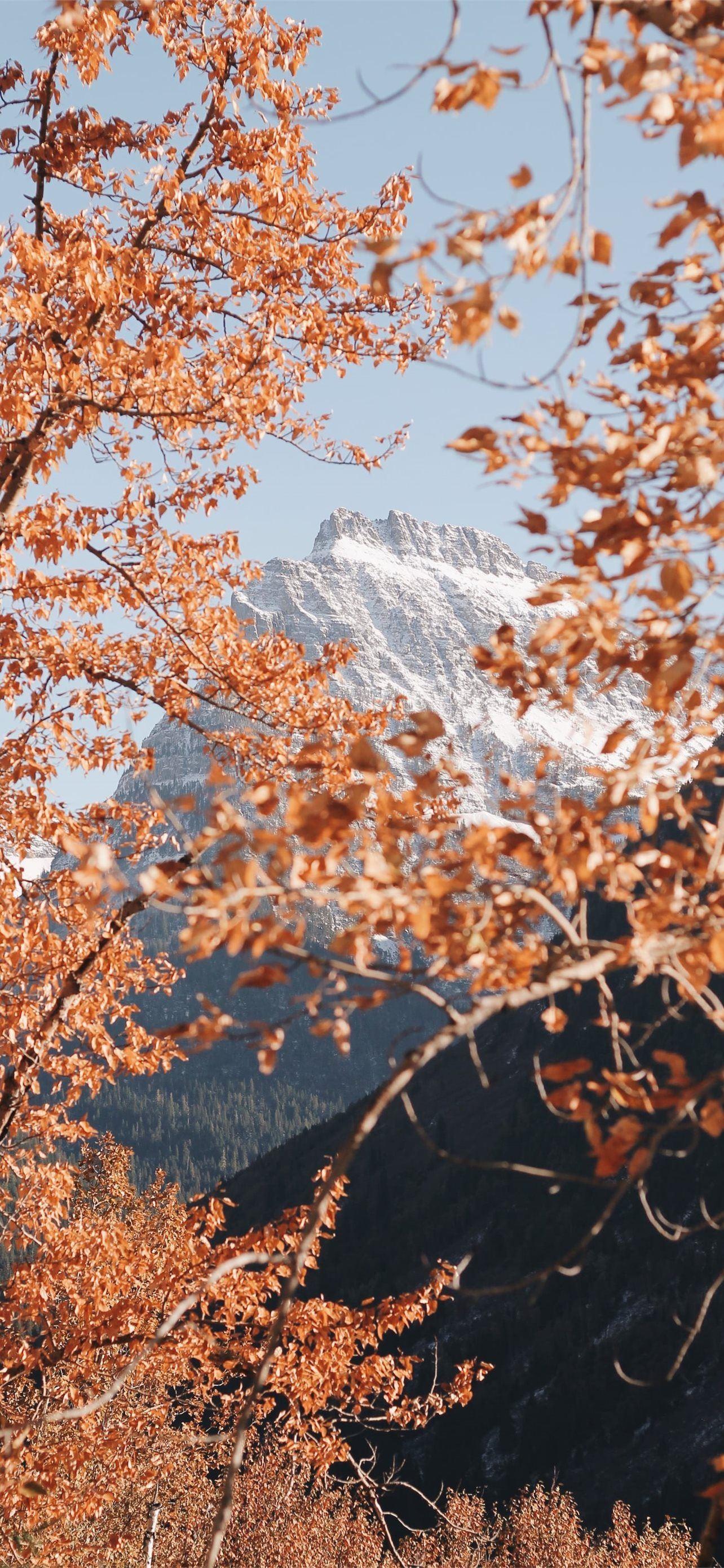 1284x2778 Best iOS 14 Fall For Your Home Screen Aesthetic iPhone Wallpaper Free Download