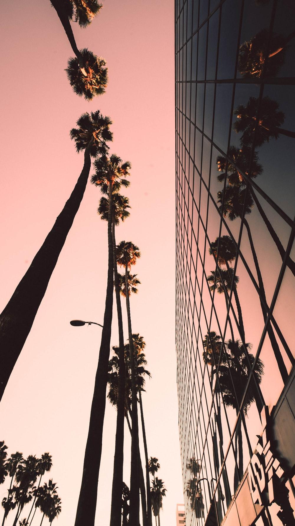 1000x1779 Low Angle Photograph Of Palm Trees Beside Building Photo