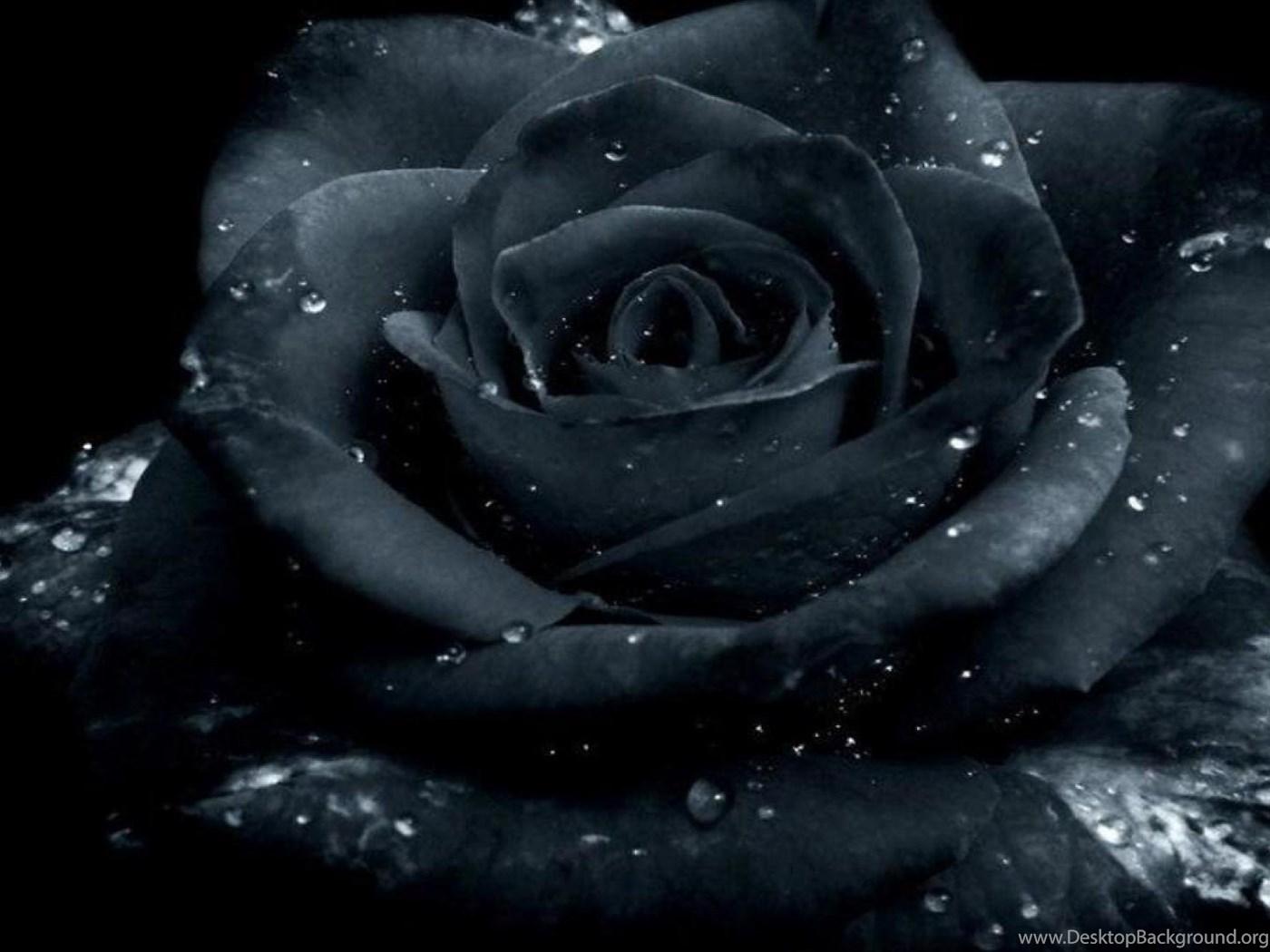 1400x1050 DARK ROSE WALLPAPER Desktop Background