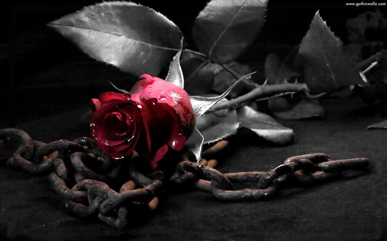 1280x800 Wallpaper Of Black Rose