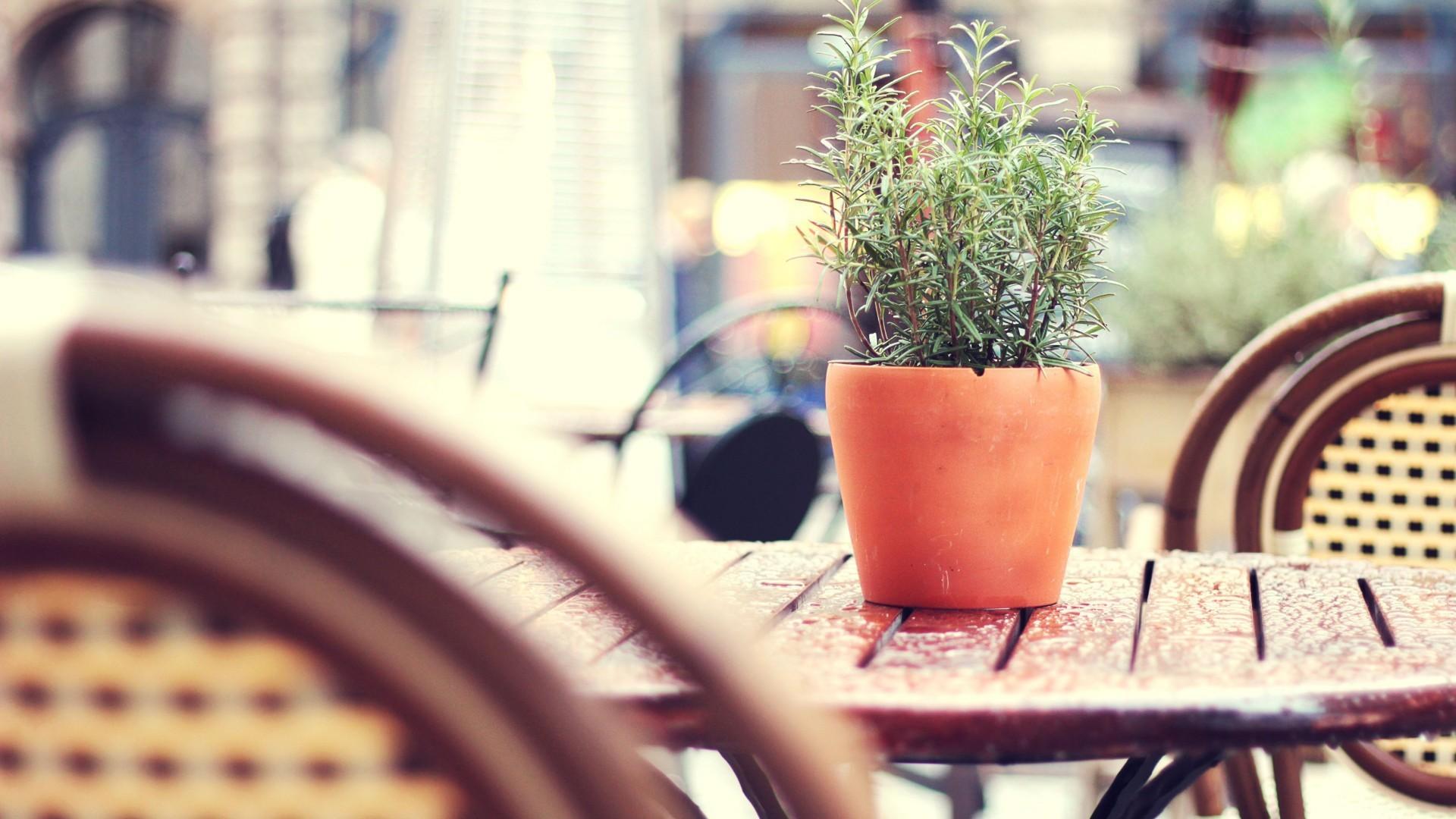 1920x1080 Flower in a pot on the table of street cafe Desktop wallpaper 1152x864