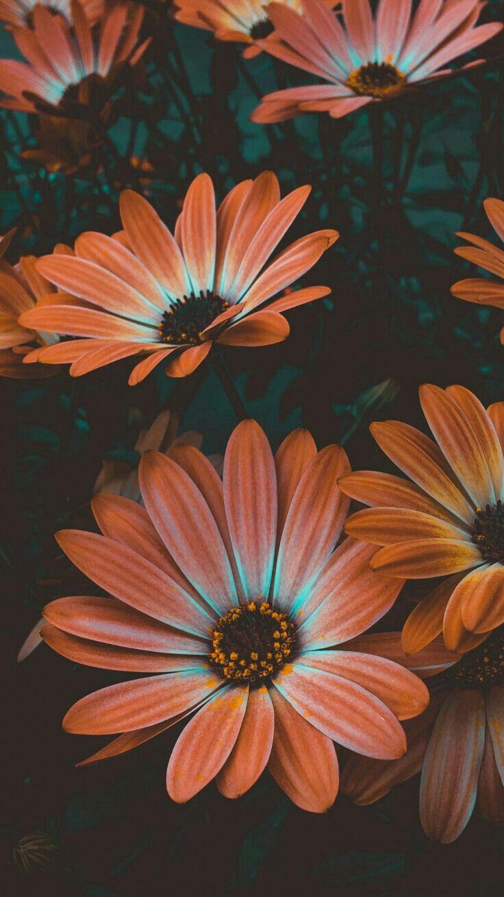736x1308 FLORAL. iPhone Wallpaper ideas. iphone wallpaper, floral iphone, flower wallpaper