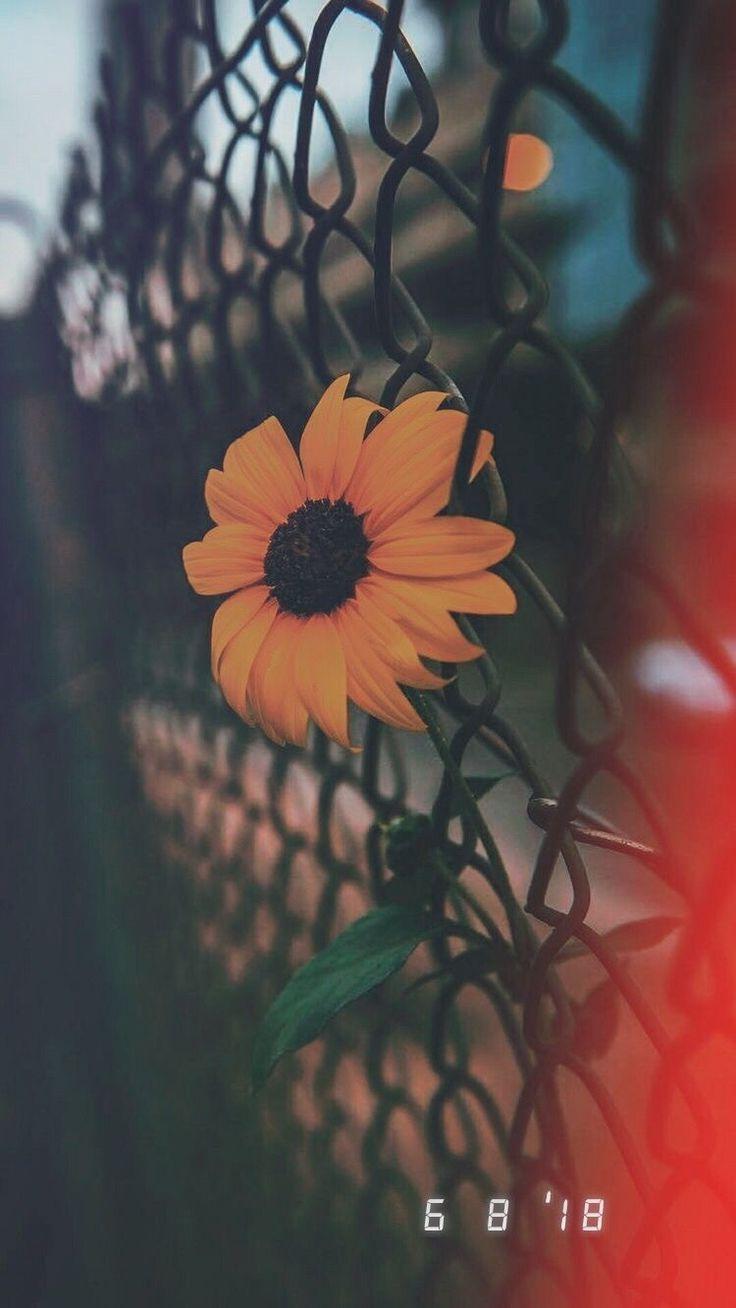 736x1308 Flor Amarelo, quadra, flor, flower wallpaperpinteres. - #amarelo #Flor # flower #. Aesthetic iphone wallpaper, Sunflower wallpaper, Aesthetic background