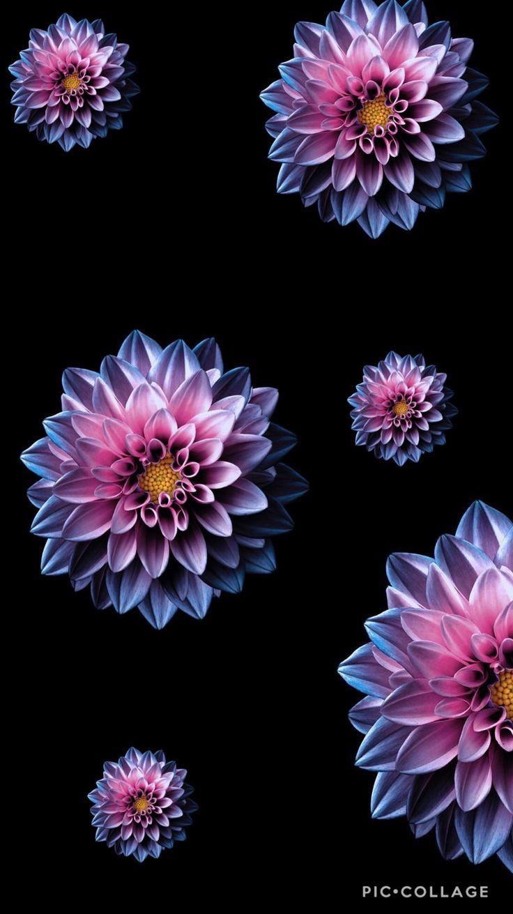 736x1311 Fondos de pantalla. Flower phone wallpaper, Blue flower wallpaper, iPhone wallpaper image