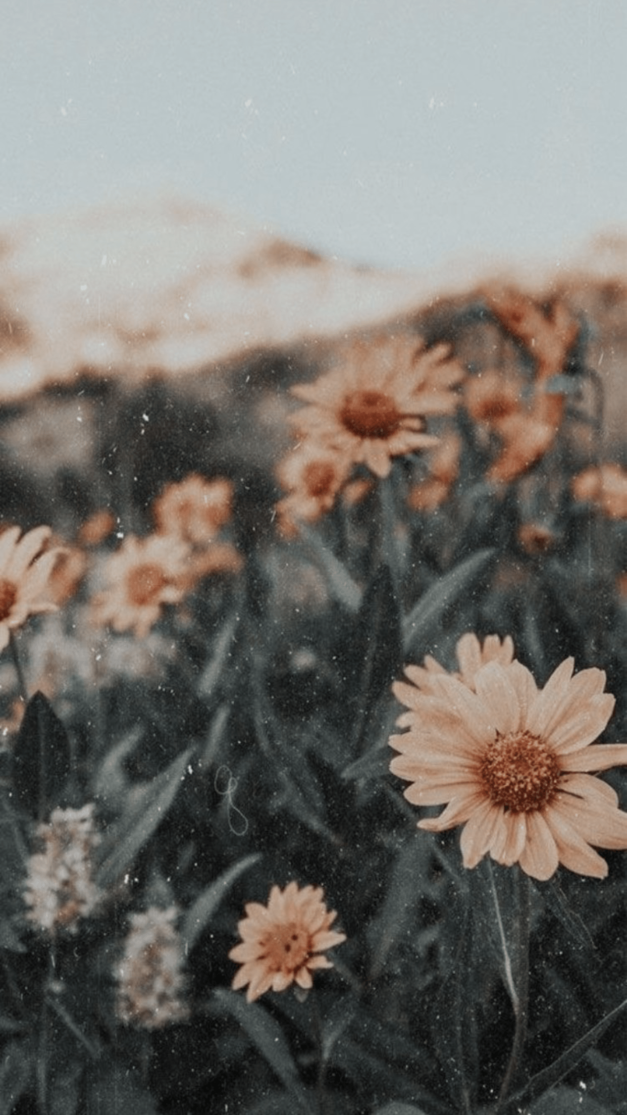 1242x2208 wallpaper. Flower iphone wallpaper, iPhone background wallpaper, Aesthetic pastel wallpaper