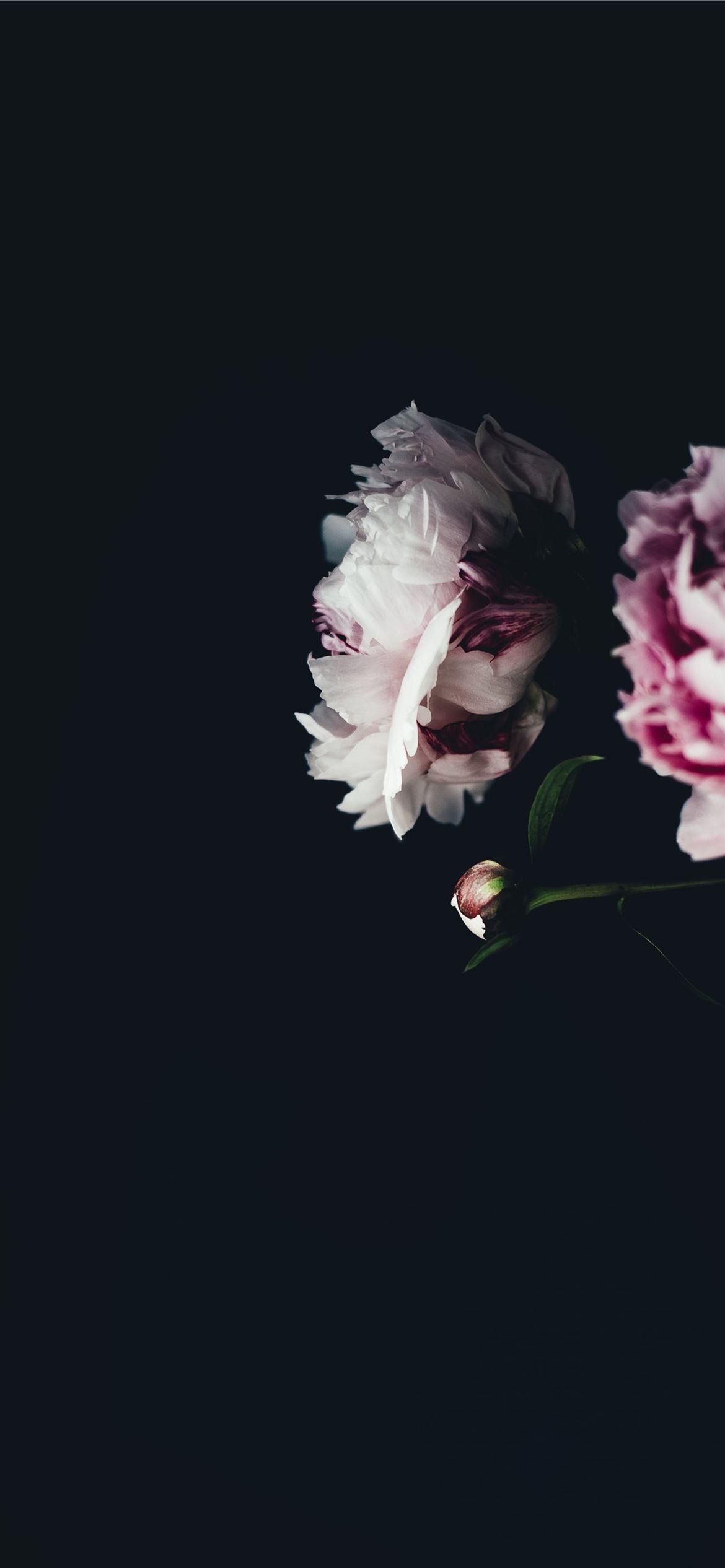 1170x2532 Best Floral iPhone 12 HD Wallpaper