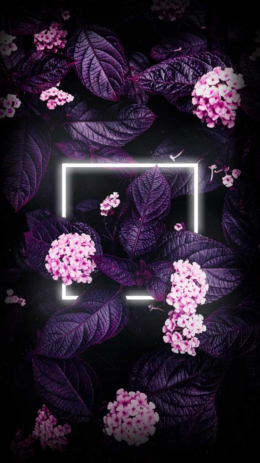 900x1600 Neon Flower Plants IPhone Wallpaper Wallpaper : iPhone Wallpaper