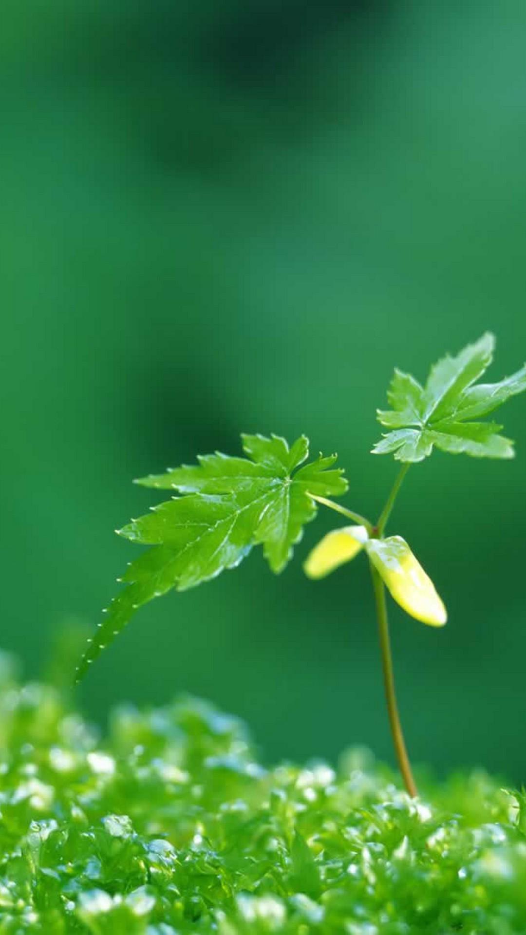 1080x1920 Early Spring IPhone 6 Wallpaper HD With High Resolution